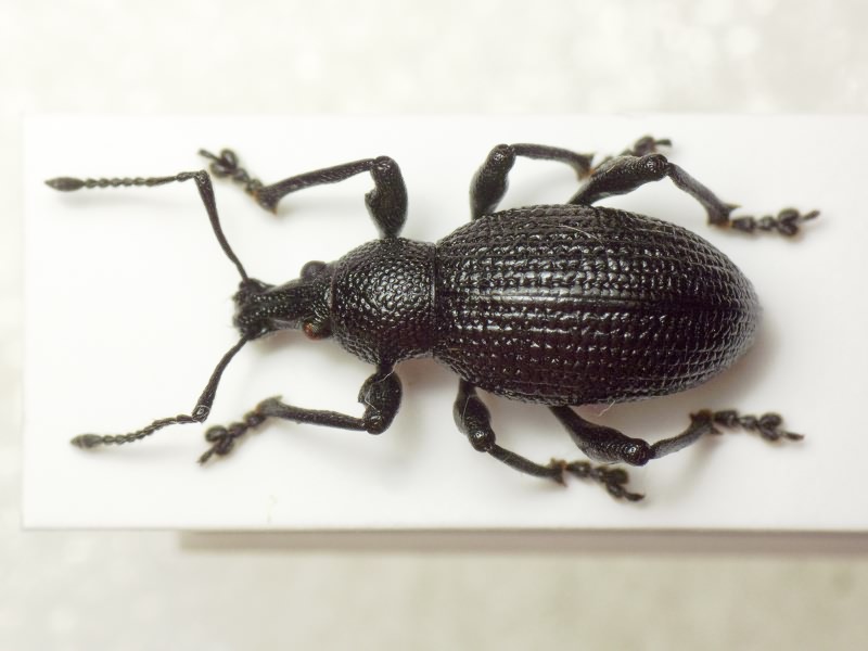 Otiorhynchus rugosus krattereri Boheman, 1843